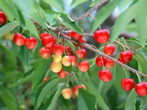 �ӡ����������õ���������Ч��