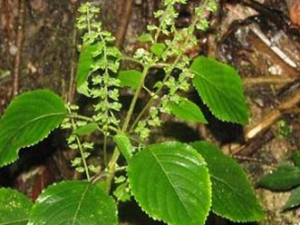 �ݱ�ֲ��������