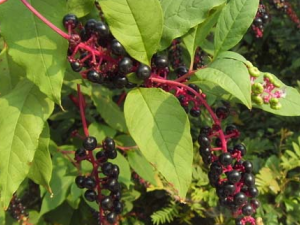 ��½�Ĺ�Ч������