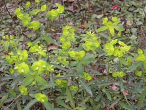 ����Ĺ�Ч������