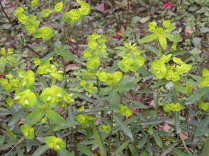 ����Ĺ�Ч����������Щ