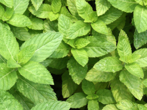 ��ҩ���鲻�����������