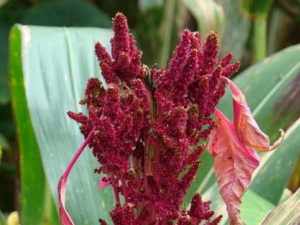 ���׵Ĺ�Ч������