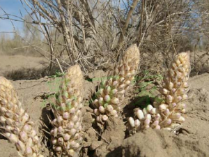 �����صĹ�Ч