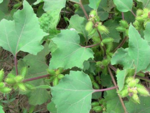 ������ҩ�Զ��Ӹ���