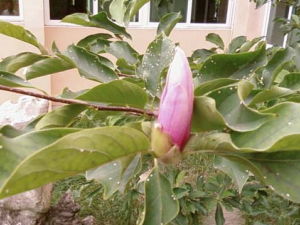 ������ҩ���ĵĹ�Ч