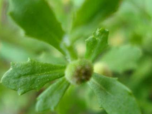 �տƲݱ�ֲ��첻ʳ�ݵĹ�Ч