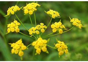 ���ֳ���������֬���ε�ƫ��