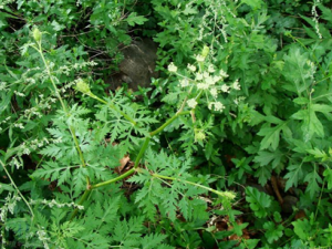 ޻���ʹ�ܺһ��Ҳ�����ֹʹ