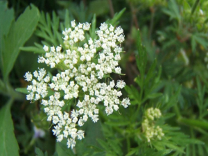 ֹ��ɢ������������ ���ֹ��