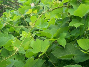 ������ҩ����Ĺ�Ч������