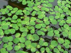 ������ҩ��Ƽ�Ĺ�Ч������