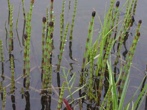 �ϳ�����ҩľ���Ĺ�Ч������