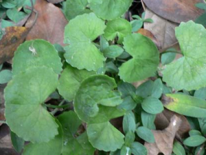 ������ҩ��ѩ�ݵĹ�Ч������