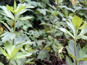 ����Ϊëݢ�Ʋݱ�ֲ����ͷ���Ӹ�