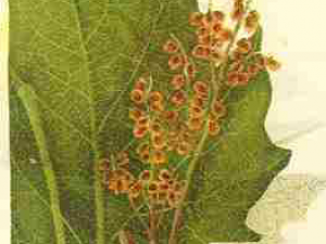 ��ƵĹ�Ч������