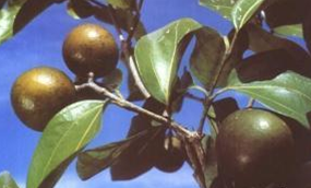 ����ͨ��ɢ