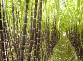 �����Ӫ����ֵ