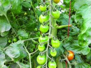 ��ɫʳƷ�ܸ��õı����۾�