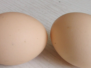 ����򾼦�������뱿������ʲô��ͬ