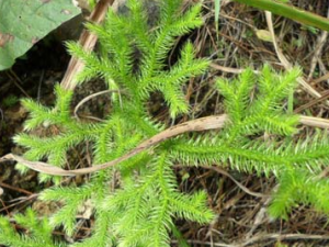 ������ҩ���ݵĹ�Ч