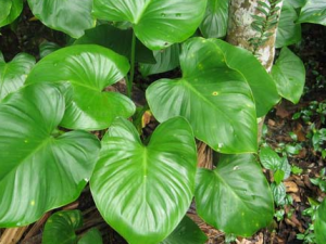 ������ҩǧ�꽡�Ĺ�Ч������