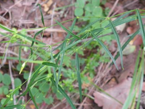 �ٳ�����ҩ�쳤��Ĺ�Ч������