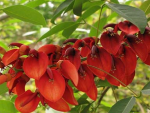 �ٳ�����ҩ��ͩƤ