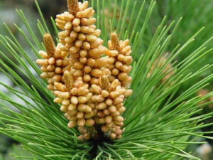 �ٳ�����ҩ�ɽڵĹ�Ч