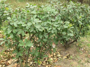 �ٳ�����ҩʯ���