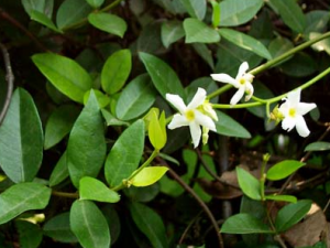 ������ҩ��ʯ�ٵ�����