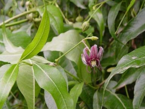 �ϳ�����ҩ���Ƥ