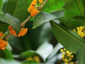 ��֦�����ñȽ��º���һ������ҩ