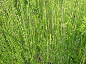 ��Ƶķ������ñȽ�����