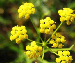 ����Ƽ���ʹ�����鼰��ҩ����