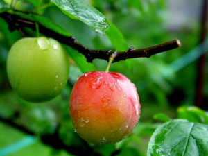 �������ʳ��Ӱ�� �������÷�ɹ��ʩ