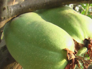 99��ʳ�����Ϊ����̼ˮ�������ʳ��