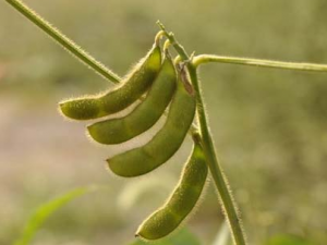 ������ҩ����������