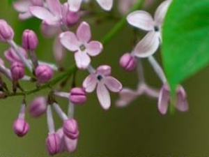 ������ҩ���������