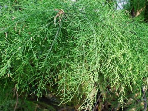 ������ҩɽ�����Ĺ�Ч������