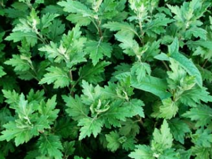 ������ҩ��Ҷ�Ĺ�Ч������