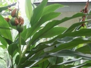 �ϳ�����ҩ��ޢ�Ĺ�Ч������