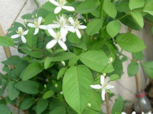 ������ҩ�����ɵĹ�Ч������