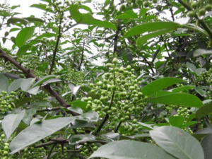 ���ܹŴ�����׳��ҩ��4��