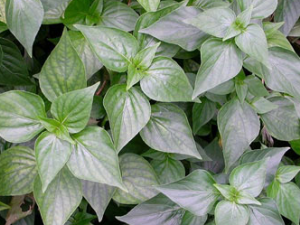 ��ҩ���β˵�ҩ�ü�ֵ