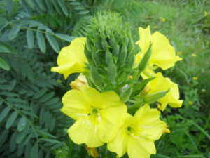 ��ҩ��ֲ����ɽ֥����