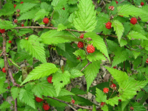 ���ݺ{(��ҩ��ֲ����:éݮ)