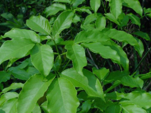 �����(��ҩ��ֲ����:�����)