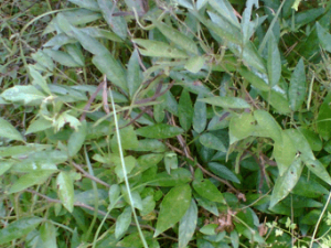 ������(��ҩ��ֲ����:С����)