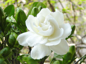 ˮ��֦(��ҩ��ֲ����:����)